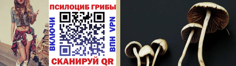 где продают наркотики  Ишимбай  Галлюциногенные грибы Psilocybe 